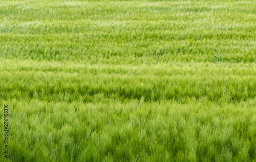 Obraz na płótnie Background of a green grass w salonie