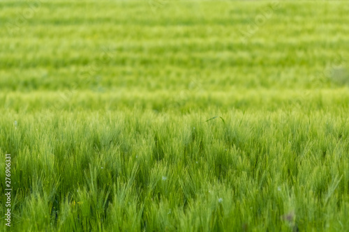 Obraz na płótnie Background of a green grass w salonie