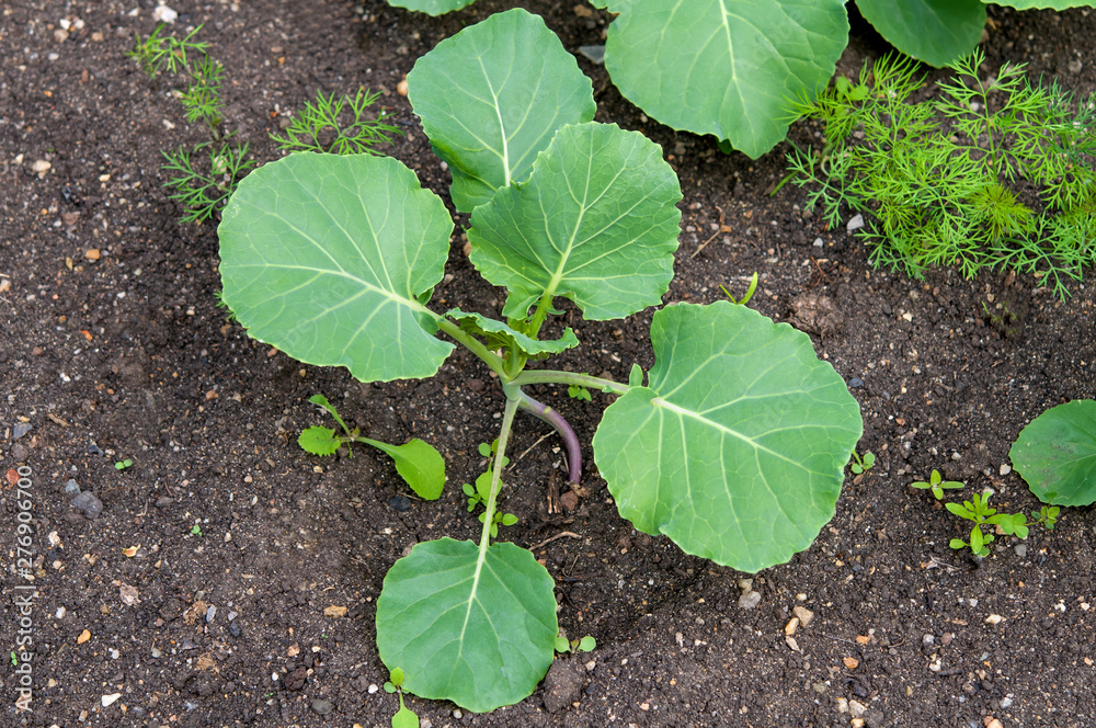 Obraz premium young cabbage growing in organic soil