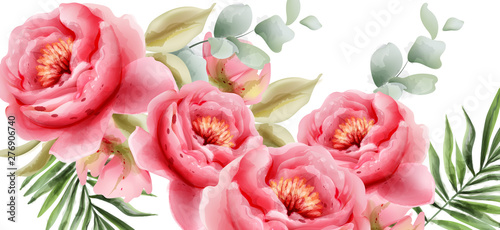 Pink peonies vector watercolor. Summer exotic floral backgrounds