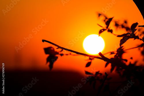 Closeup of the sun setting with tree in the foreground