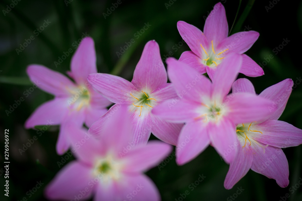 Fototapeta premium pink flower on green background
