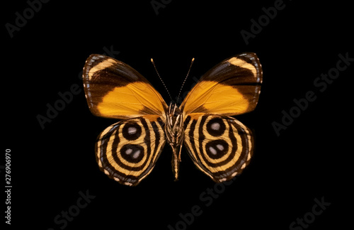 Photography Large orange butterfly with black pattern on velvet wings on a contrasting black