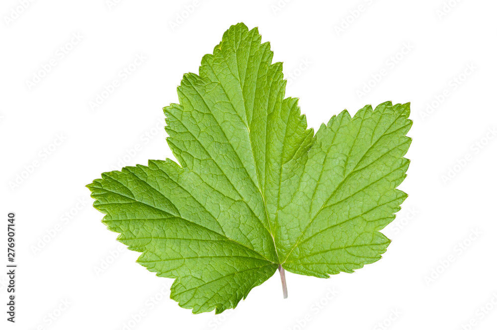currant leaves isolated on white background currant leaves isolated on white background