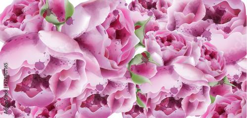 Peonies vector watercolor. Summer exotic floral backgrounds