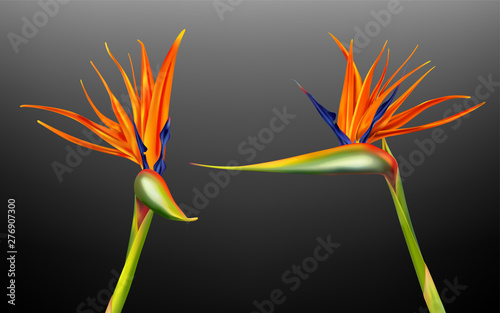 Strelitzia reginae, bird of paradise or crane flower realistic vector illustration. Exotic plant with orange and purple petals from different viewing angles isolated on dark background, design element