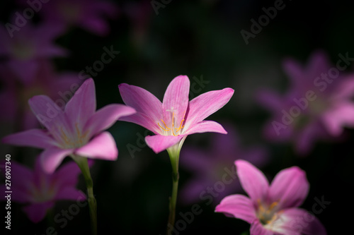 pink flower on green background