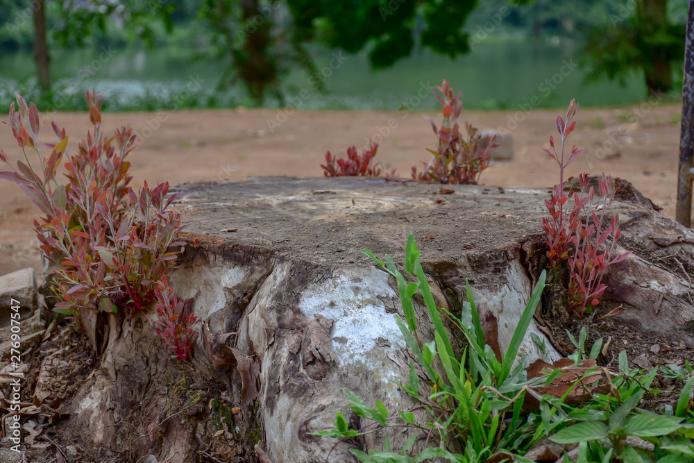 Fototapeta premium Stump on green grass in the garden. Old tree stump in the summer park.