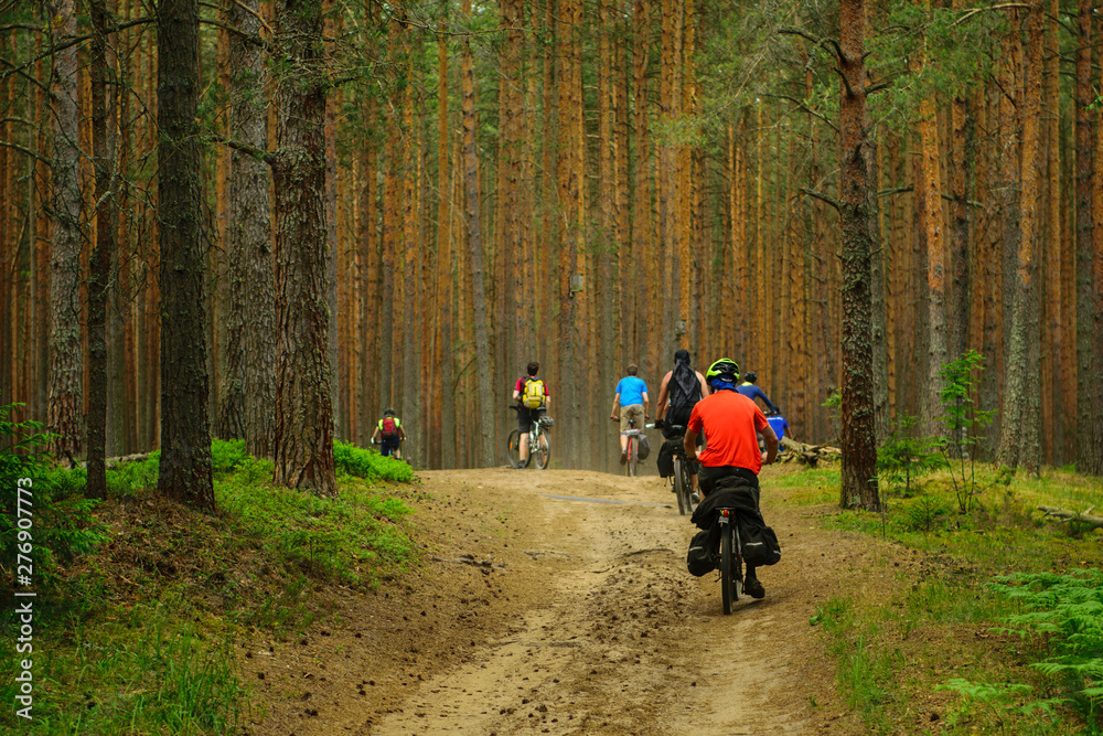 Obraz premium Bicyclists in the pine forest, Tver Region, Russia
