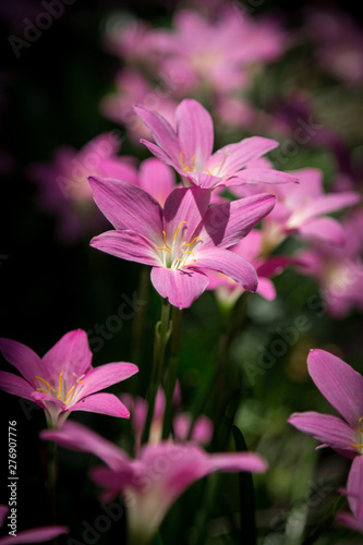 pink flower on green background