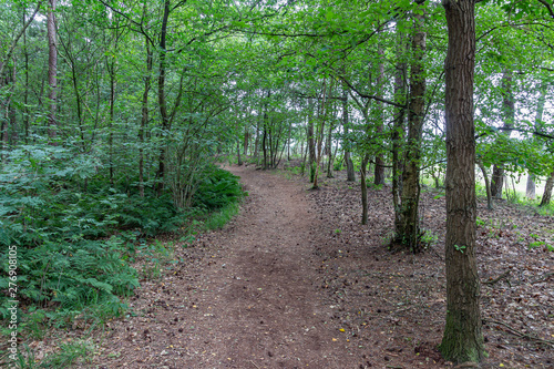 A path through the forest called 'The smugglers route' near Strijbeek, Netherlands