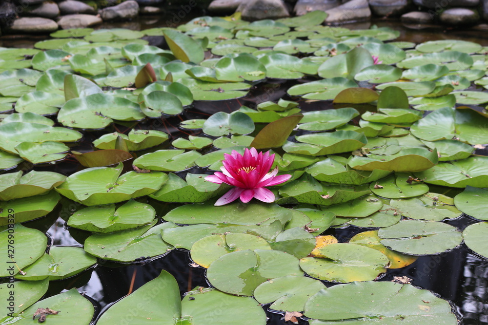 Water lily blooms in an artificial reservoir Water lily blooms in an artificial reservoir