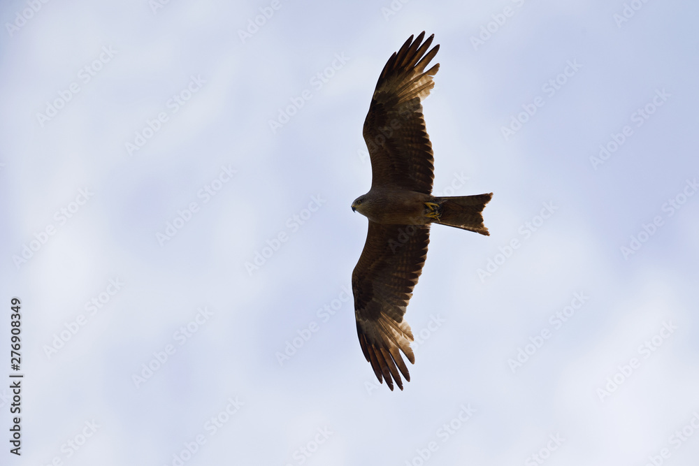 Obraz premium An adult female European black kite (Milvus migrans) soaring and carrying food in the sky. Flying infront of a blue and grey sky.