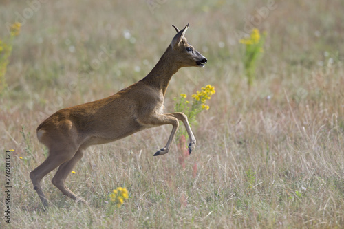Fototapeta Naklejka Na Ścianę i Meble -  An European roe deer (Capreolus capreolus) running in a field in the heat of the day time in Brandenburg Berlin.