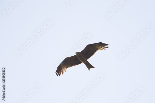 An adult female European black kite  Milvus migrans  soaring and carrying food in the sky. Flying infront of a blue and grey sky.