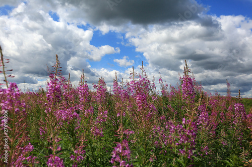 Beautiful field with flowers of Ivan Tea or Kipreya under a blue sky and white clouds photo