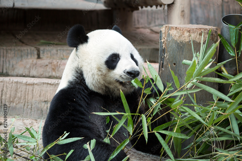 Obraz premium giant panda eating bamboo