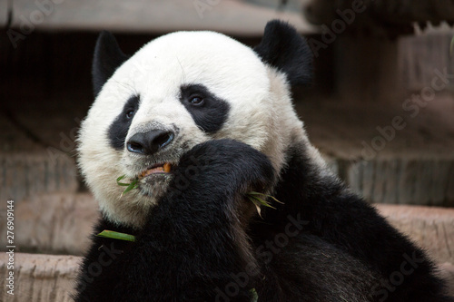 Giant Panda © Apilas