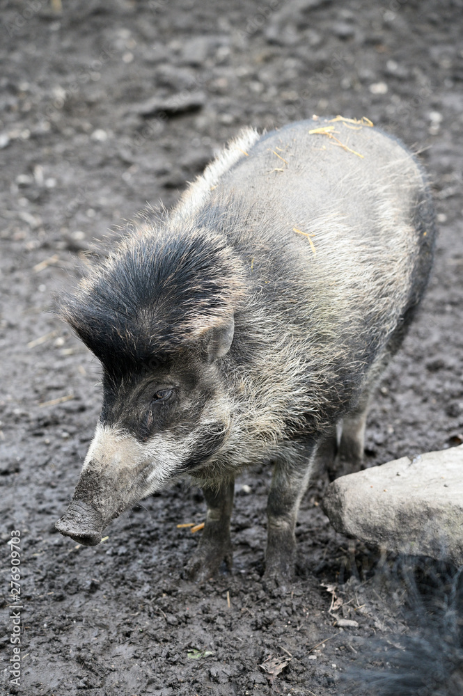 Adult pig on wet dirt. Adult pig on wet dirt.