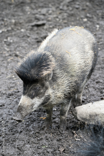 Adult pig on wet dirt.