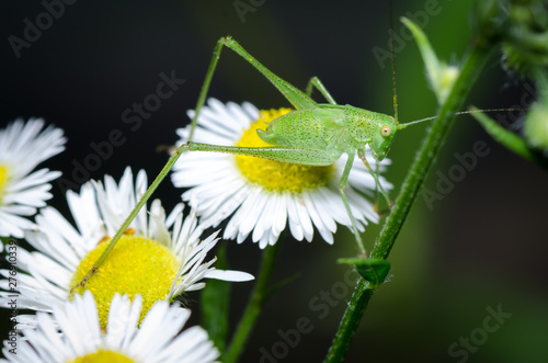 Green grashopper (Tettigonia viridissima) sitting on flower photo