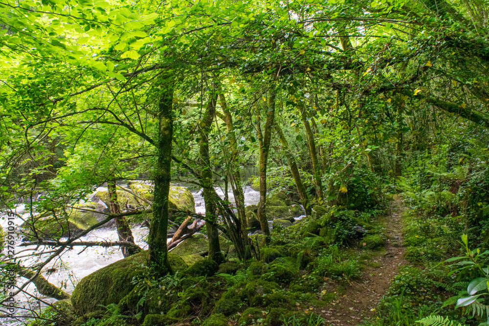 Fototapeta premium camino en un bosque verde con enredaderas colgando de los arboles y un río al lado