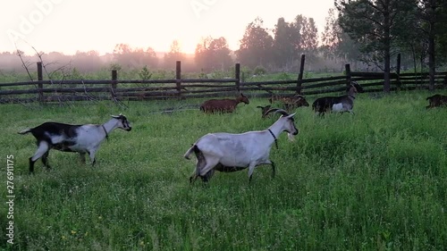 thoroughbred goats walking forest in slowmotion at the goats farm  photo