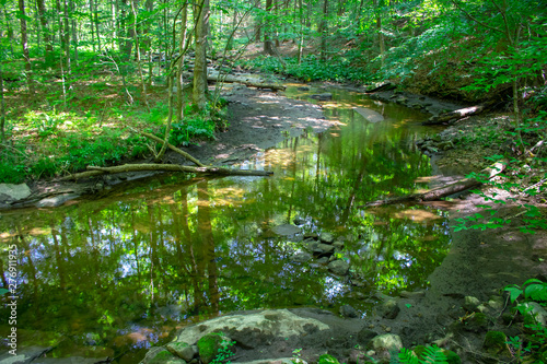 woods with a running creek or stream