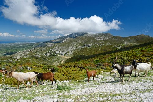 Ziegen im Dikeos-Gebirge auf der griechischen Insel Kos photo