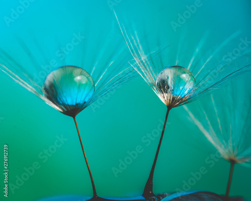 Macroshot of dandelion seed with water drop