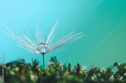 Macroshot of dandelion seed with water drop