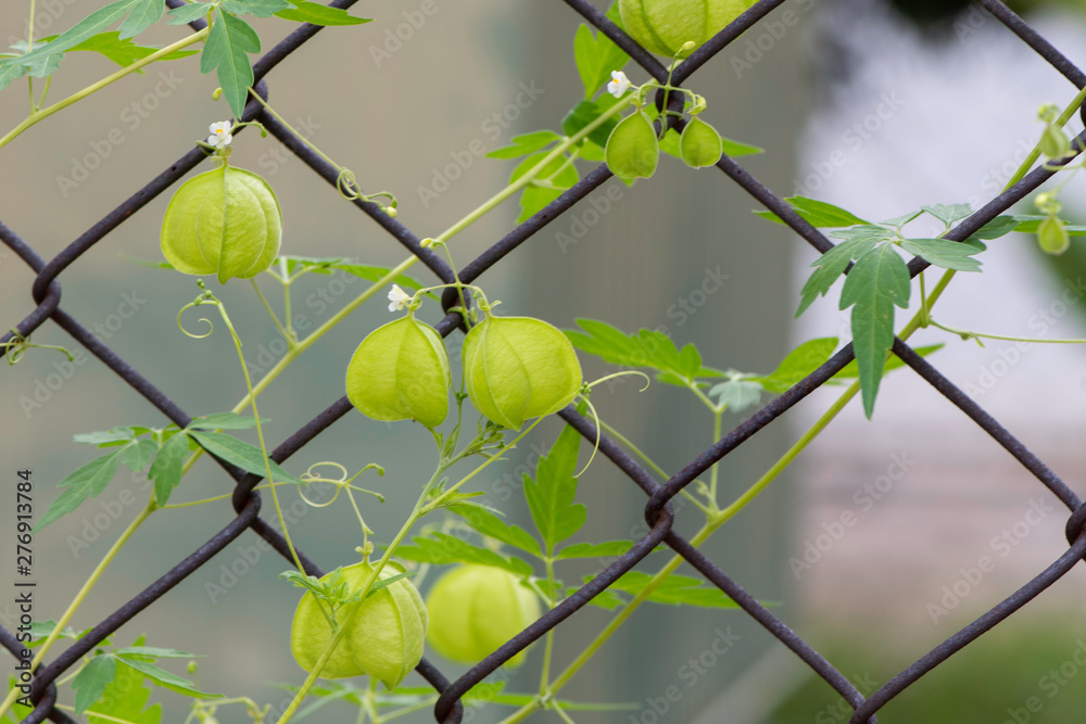 balloon vine plant or love in a puff climbing on the wired fence ...