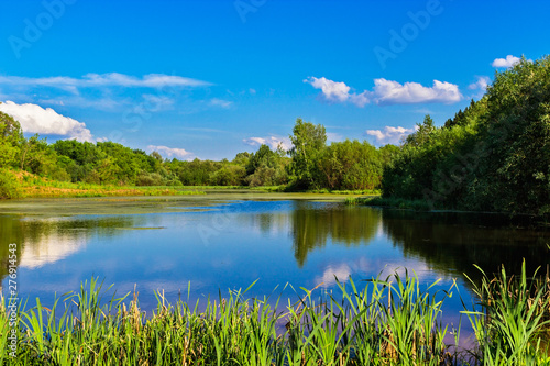 landscape of the swamp lake in summer day