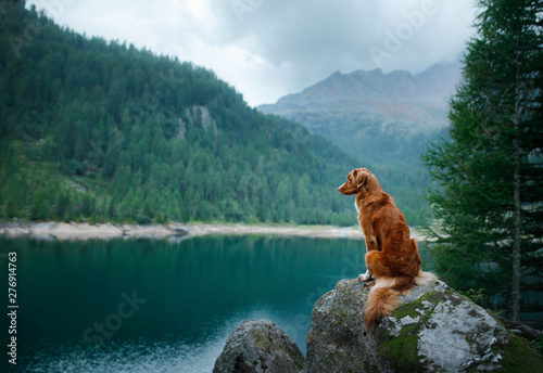 Nova Scotia Duck Tolling Retriever red dog on a mountain lake. Travel and hike with a pet.