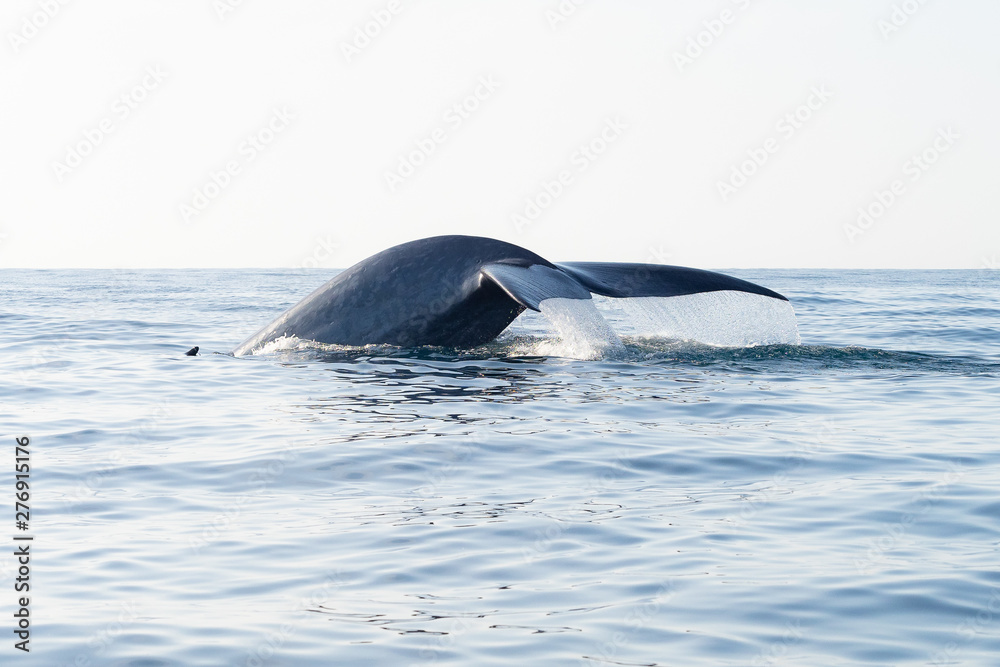 Fototapeta premium OLYMPUS DIGITAL CAMERA