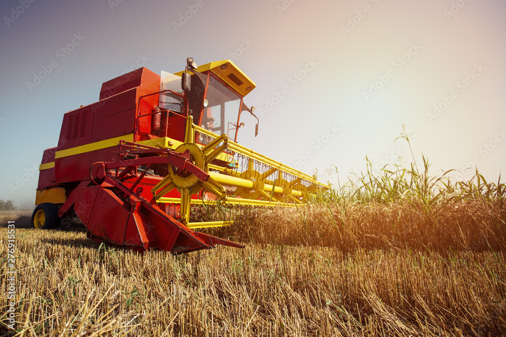 Fototapeta premium Harvesting wheat harvester on a sunny summer day
