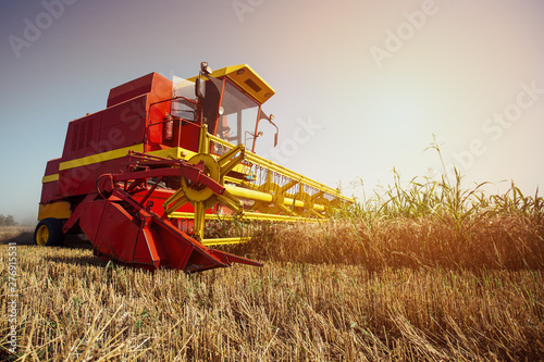 Harvesting wheat harvester on a sunny summer day