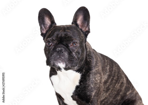 Fototapeta Naklejka Na Ścianę i Meble -  french bulldog breed dog