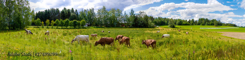 Panoramic image of cows hearding, with a beautiful rural background
