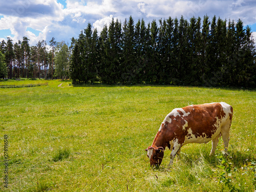 Cow hearding peacefully, shot in Ikaalinen, Finland photo