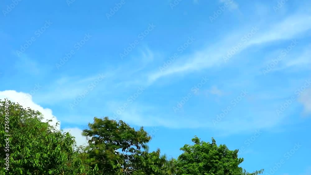 blue sky with pure with white cloud move pass green top tree1 blue sky with pure with white cloud move pass green top tree1