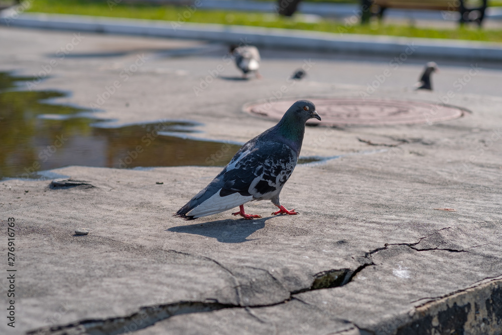 Obraz premium City doves or City pigeons.Gray and white feathers on the wing of common wood pigeon.