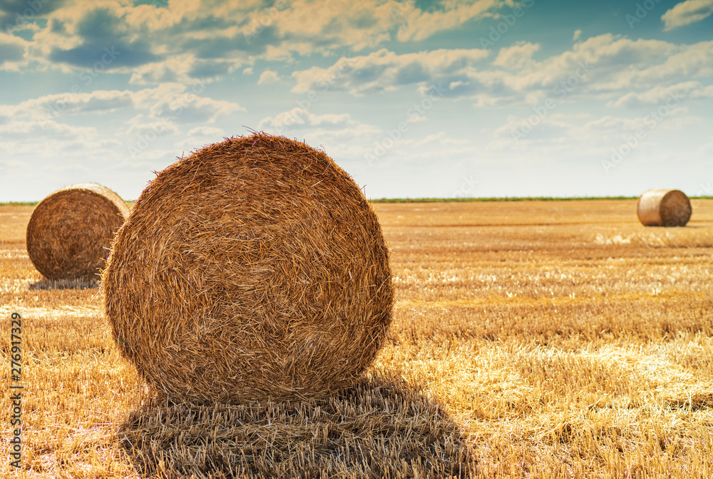 haystacks lie on a field harvesting on a farm haystacks lie on a field harvesting on a farm