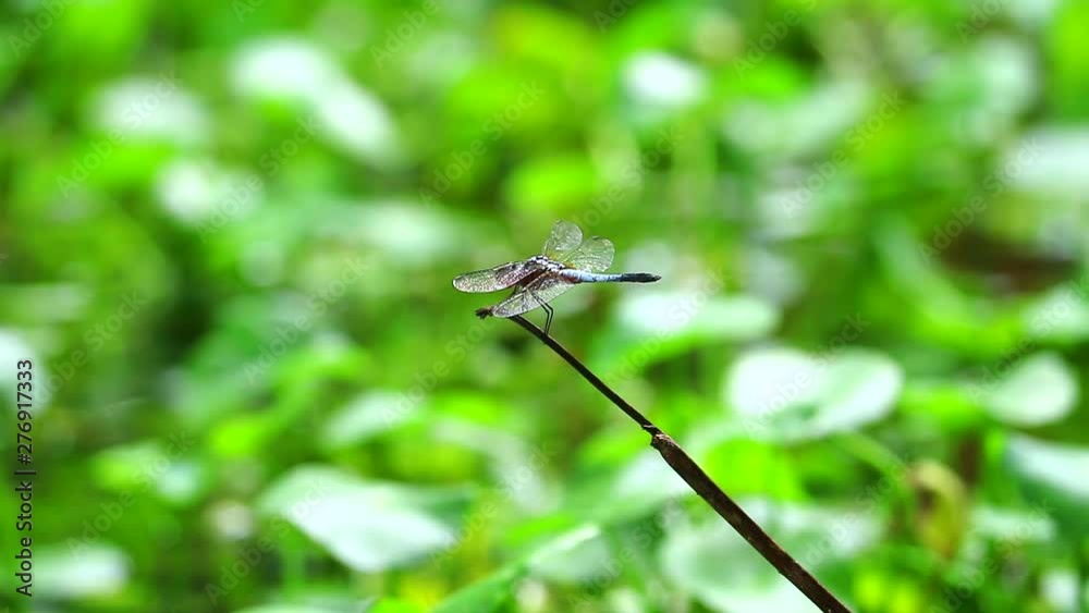 dragonfly hang dry sticks on the in the pond greed pad background dragonfly hang dry sticks on the in the pond greed pad background