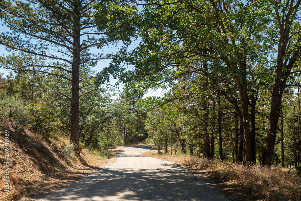 Naklejka premium road in the forest