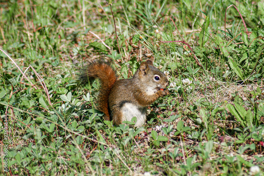 cute squirrel in british columbia cute squirrel in british columbia