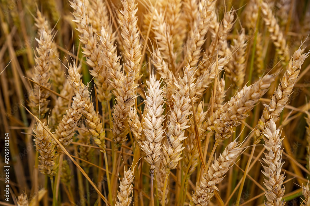 Beautiful wheat field in windy weather. Ukraine Beautiful wheat field in windy weather. Ukraine