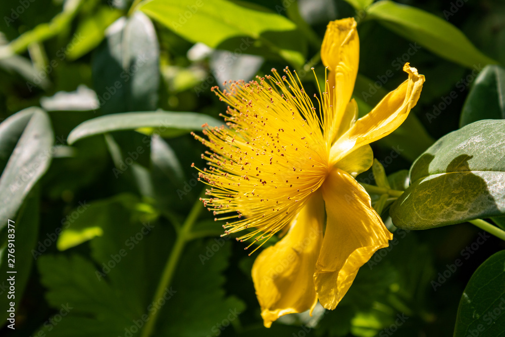 Yellow flowering great St Johns wort (Hypericum calycinum) also called Aarons beard with green leaves in background, close up and selective focus Yellow flowering great St Johns wort (Hypericum calycinum) also called Aarons beard with green leaves in background, close up and selective focus