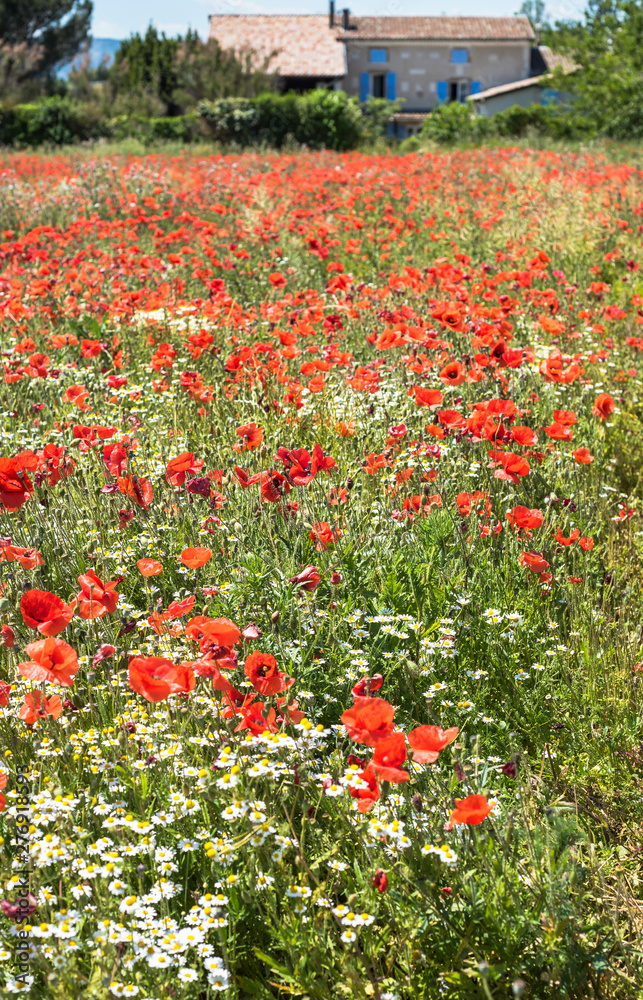 Red poppies and daisies field with the typical stone farmhouse in Provence, France 2019.