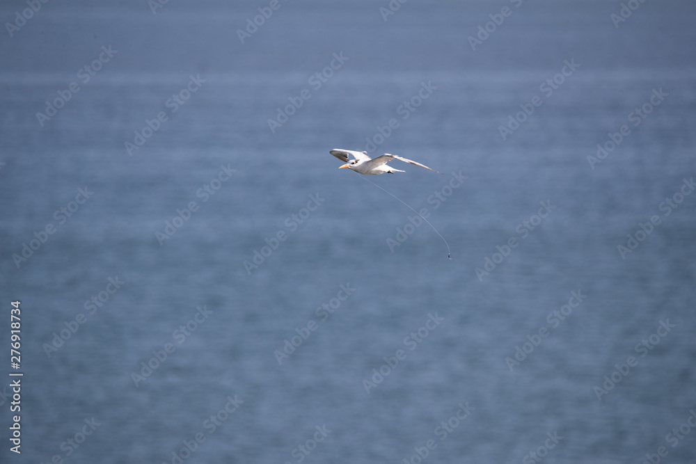 Bird line